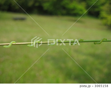 進め！シャクトリ！ 3065158