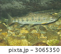 夢前川でのアマゴの水中写真 3065350