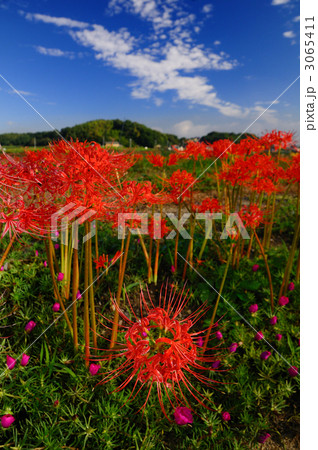 童話の村の彼岸花 童話の村の彼岸花 3065411