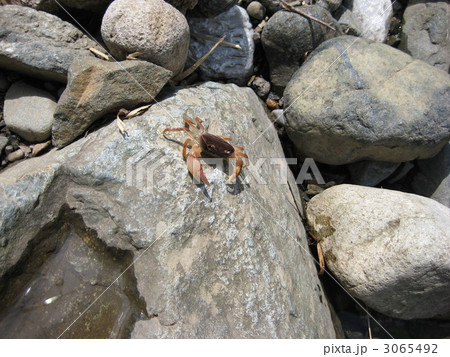 サワガニ君!岩から落ちそう。 サワガニ君!岩から落ちそう。 3065492