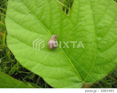 でんでん虫 3065493