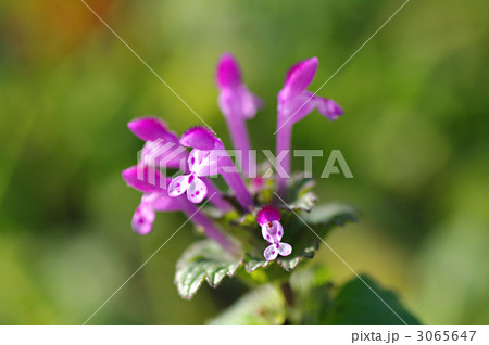 ホトケノザ 3065647