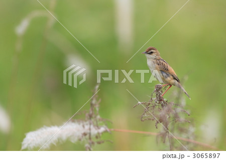 草原のセッカ 3065897