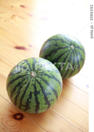 カットする前の2玉のらいでんスイカ　丸ごとスイカ 3066392