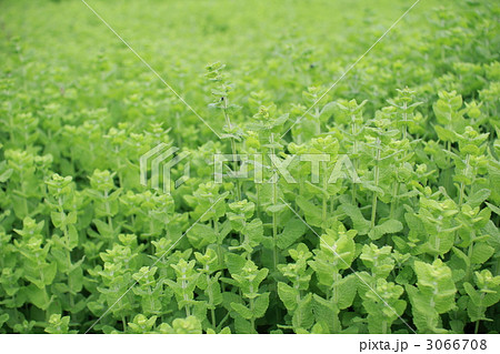 北海道の広大なハーブ畑のアップルミント 3066708