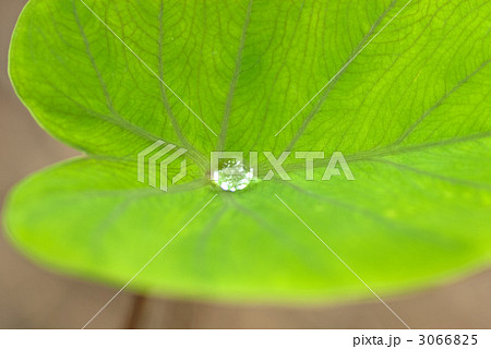 サトイモの葉の上の朝露 サトイモの葉の上の朝露 3066825