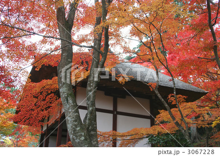 常寂光寺 3067228