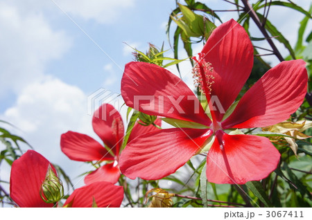 モミジアオイ 3067411