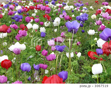 アネモネ アネモネ 3067519