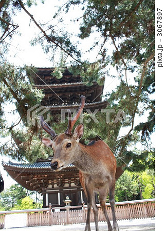 奈良公園興福寺五重の塔と牡鹿 3067897