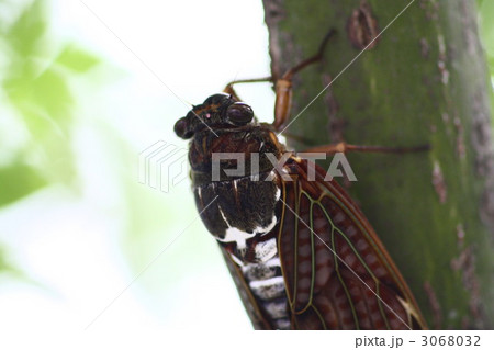 あぶらぜみ 3068032