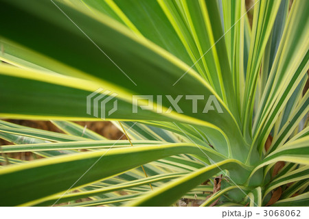 ニューサイランと思われる植物の葉 3068062