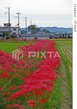 ヒガンバナ 3068422