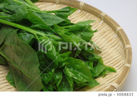 つるむらさき　横位置 3068835