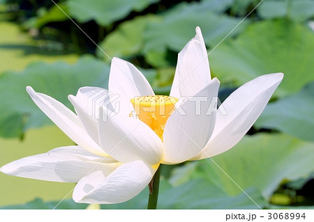 黄色の花托が映える淡黄白色の蓮の花 3068994