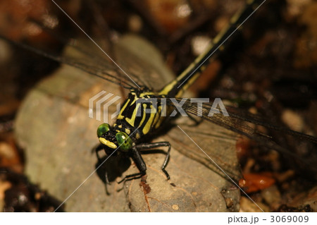 ヤマサナエ♀ 3069009