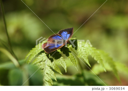 ムラサキシジミ 3069034