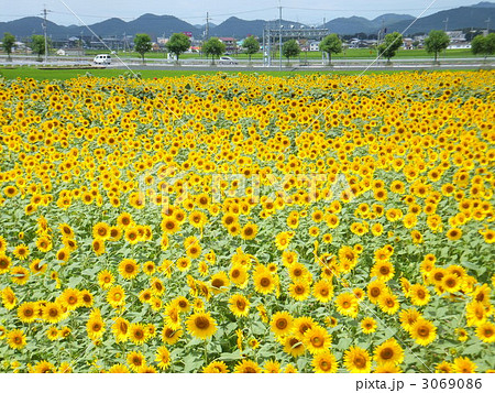 ひまわりの丘 3069086