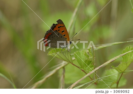 ベニシジミ 3069092