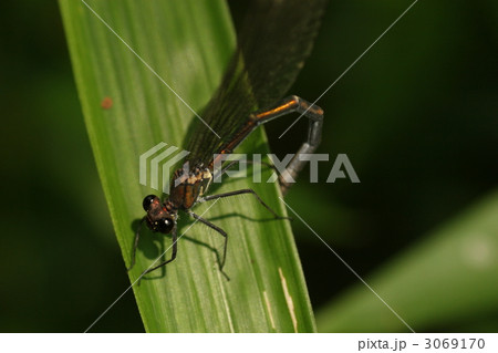 カワトンボ♀ 3069170