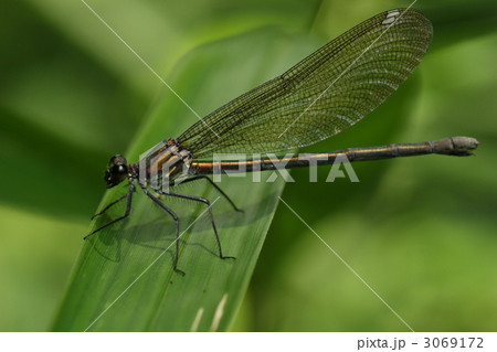 カワトンボ♀ 3069172