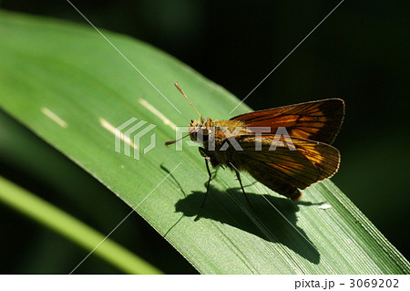 ヒメキマダラセセリ 3069202