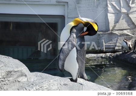 旭山動物園 3069368