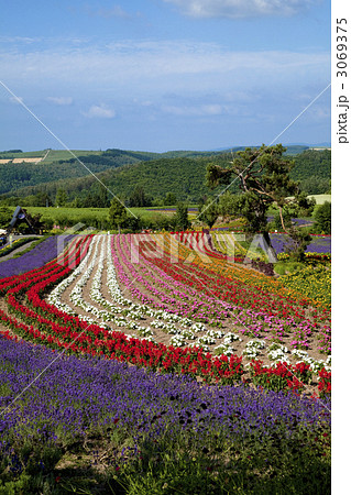 美瑛のぜるぶの丘 美瑛のぜるぶの丘 3069375