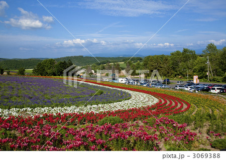 美瑛のぜるぶの丘 3069388