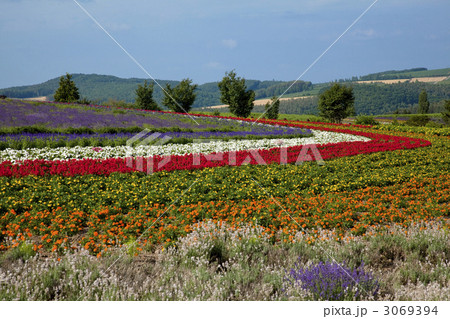 美瑛のぜるぶの丘 3069394