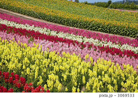 美瑛の四季彩の丘 3069533