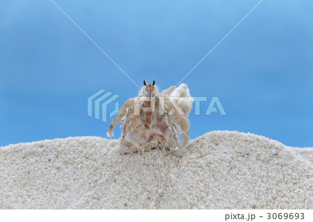 やどかり やどかり 3069693