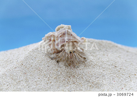 やどかり やどかり 3069724