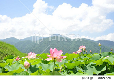 蓮田 大賀蓮 蓮田 大賀蓮 3069726