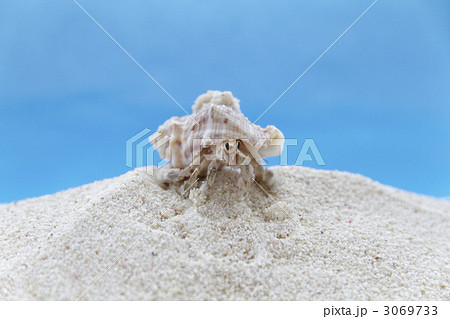 やどかり 3069733