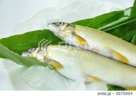 鮎 鮎 3070004