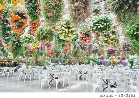 フクシア 3070362