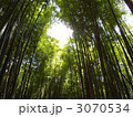 竹林 3070534