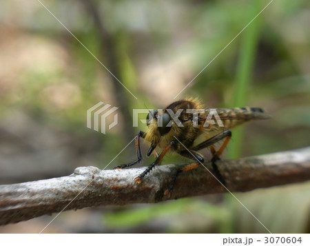 シオヤアブ♀ 3070604