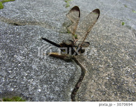 コシアキトンボ♀を捕食するサキグロムシヒキ 3070694