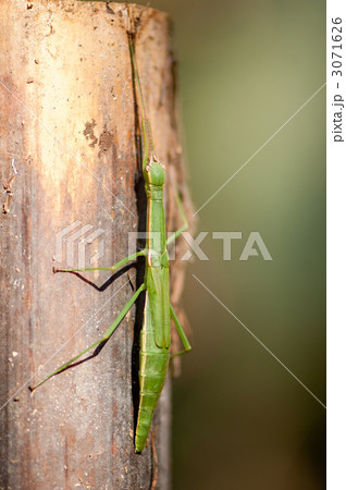 ニホントビナナフシ 3071626