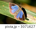 ムラサキシジミ 3071627
