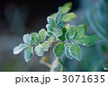 霜 3071635