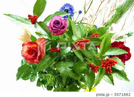 正月生け花薔薇と千両横位置 正月生け花薔薇と千両横位置 3071662