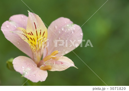 アルストロメリア 3071820