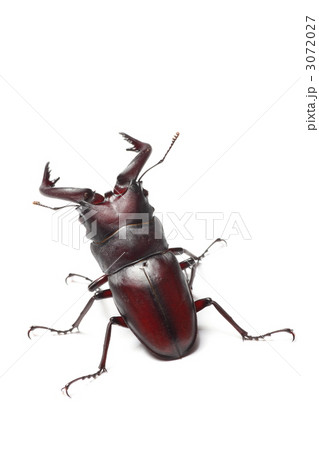 ノコギリクワガタ ノコギリクワガタ 3072027