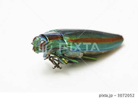 タマムシ タマムシ 3072052
