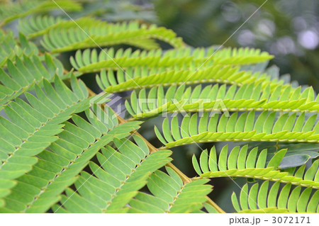 ネムノキ 3072171