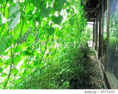 グリーンカーテン グリーンカーテン 3072435