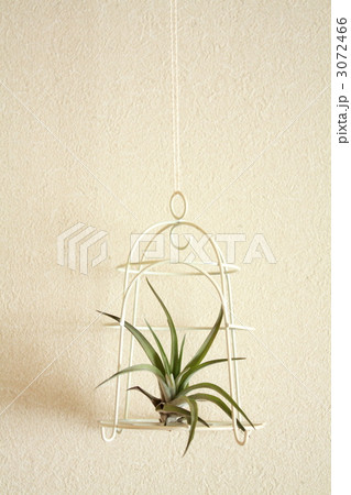 エアープランツ エアープランツ 3072466